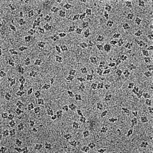 Image of beta galactosidase captured on the Krios microscope at HRMEM