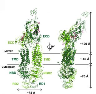 Structure of the ABCA4 transporter